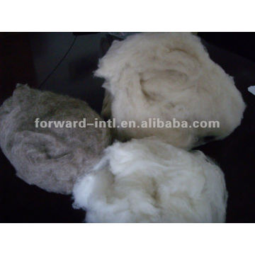 dehaired white pashmina wool